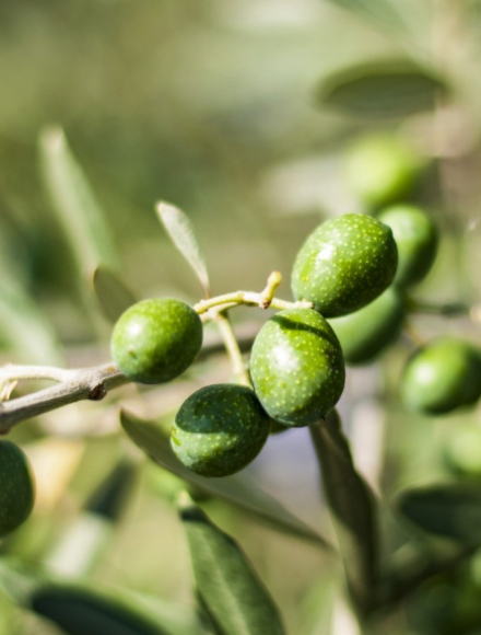 Bodog官网-相信品牌力量